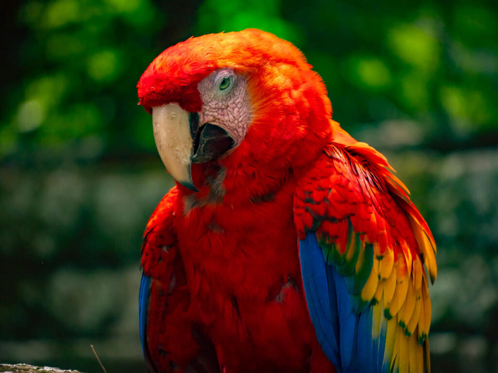 A brightly coloured, red-bodied scarlet macaw standing alone, with blue and yellow wings.