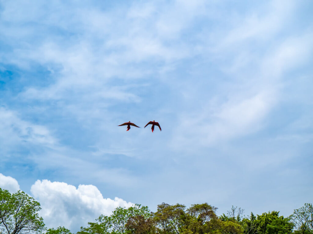 Two scarlet macaws flying overhead above the rainforest canopy.