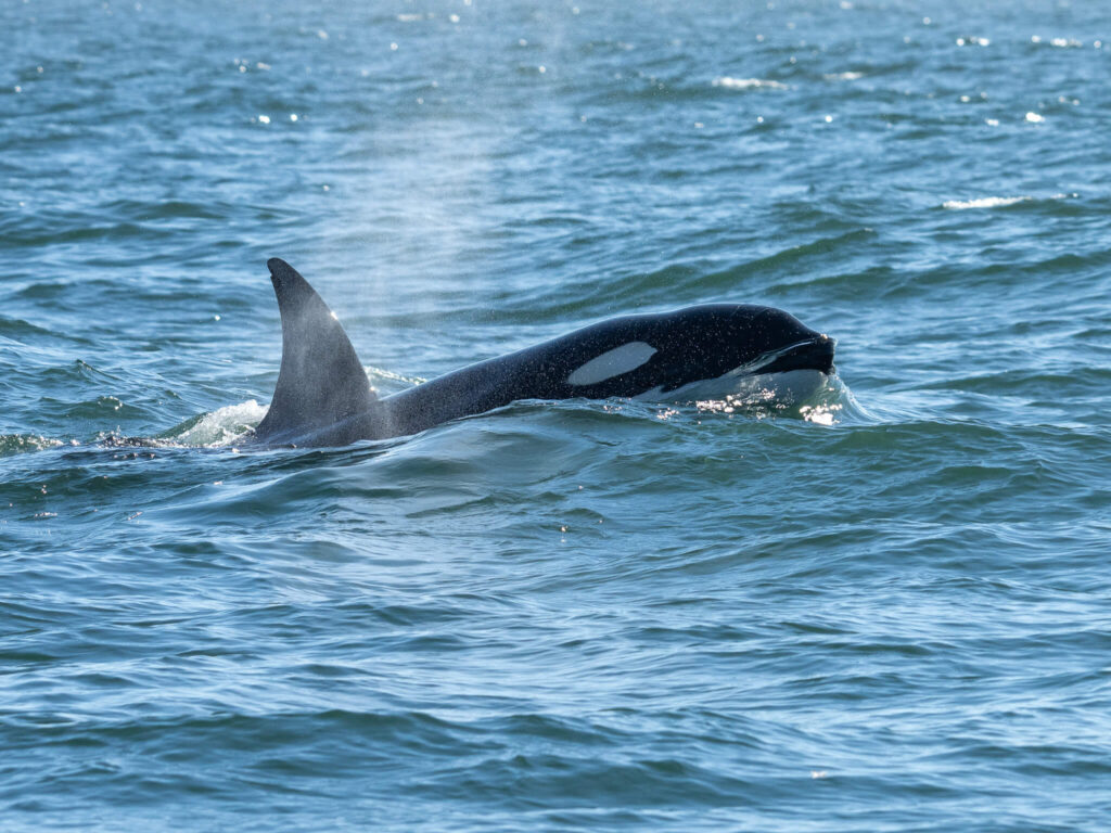 A single orca (killer whale) breaking the surface of calm water. Its tall dorsal fin is slightly curved and a deep black colour.