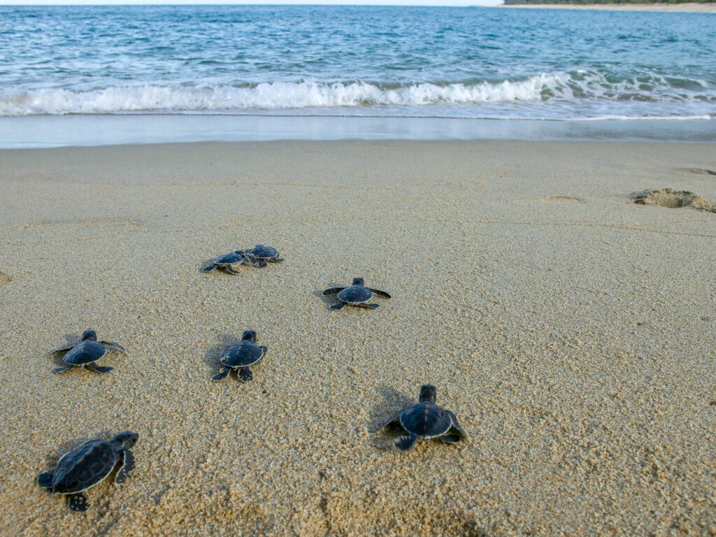 Baby turtles on a beach crawling towards on the ocean.