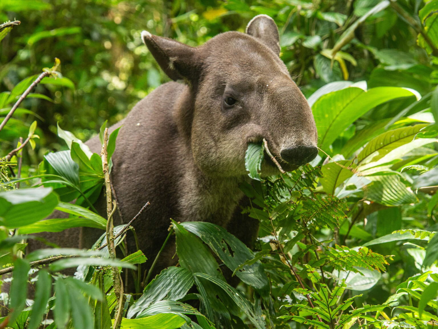 15 Animals in Belize and Where to See Them