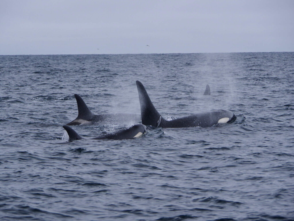 A small pod of orca swimming through choppy sea.