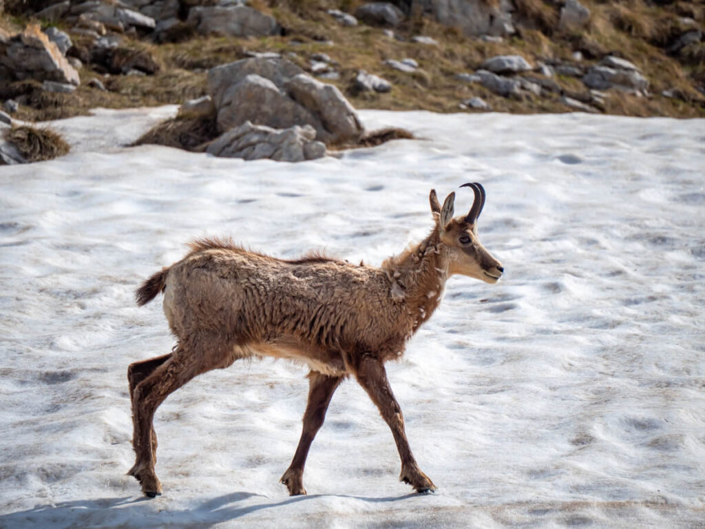 A chamois, a species of alpine goat, crossing a snowbank in Durmitor National Park.