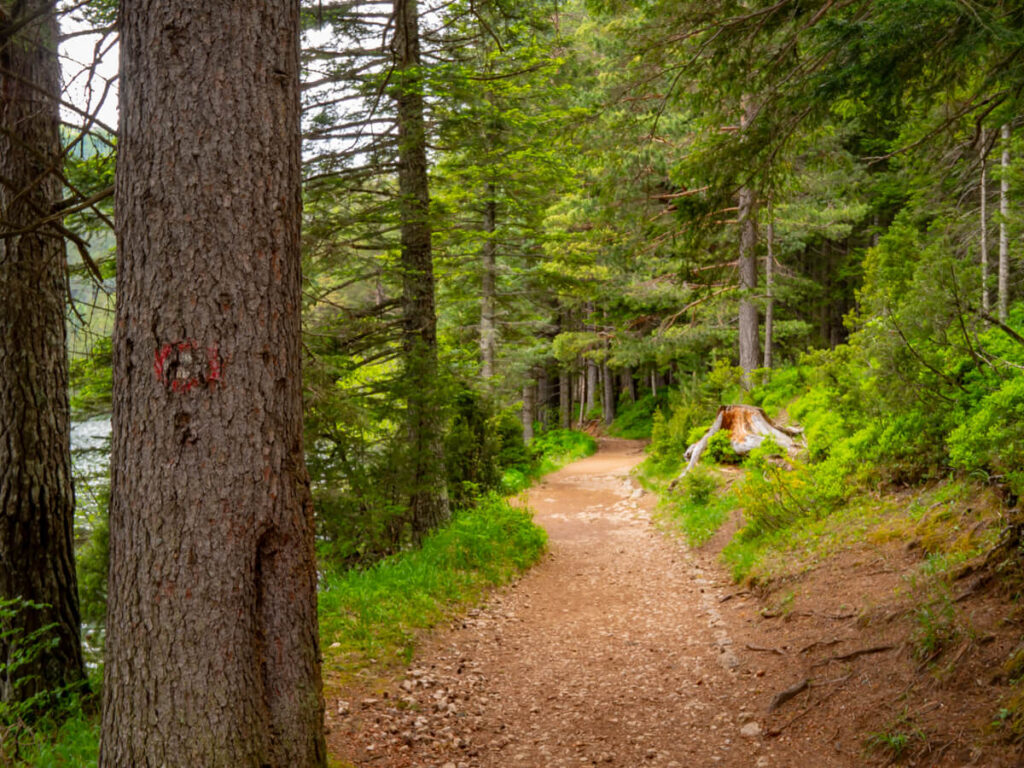 A forest trial leading through trees along the shore of the Black Lake in Durmitor National Park.