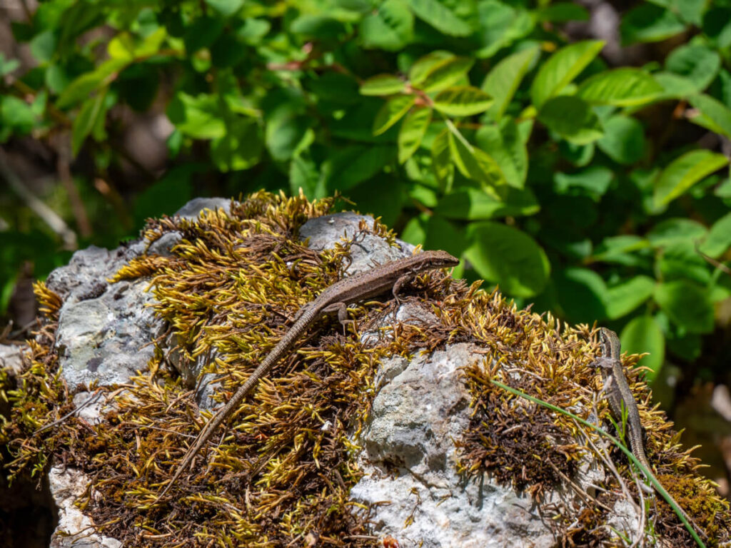 A small brown lizard on a rock on the Black Lake trail in Durmitor National Park.