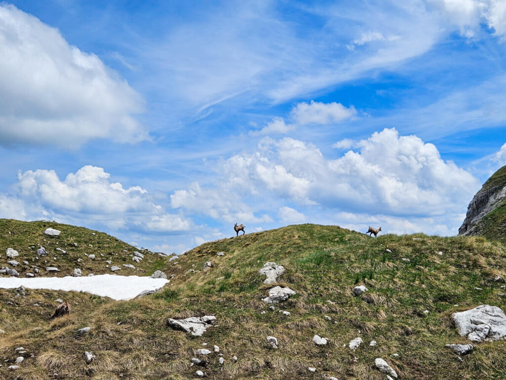 Chamois standing on a grassy ridge on the Bobotov Kuk trail.