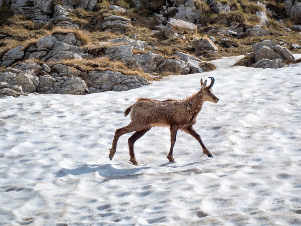 A chamois crossing a snow bank on the Bobotov Kuk trail.