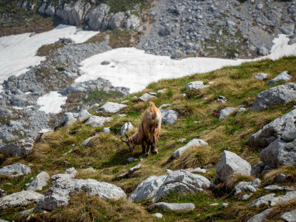 A chamois grazing on grass on the Bobotov Kuk trail.