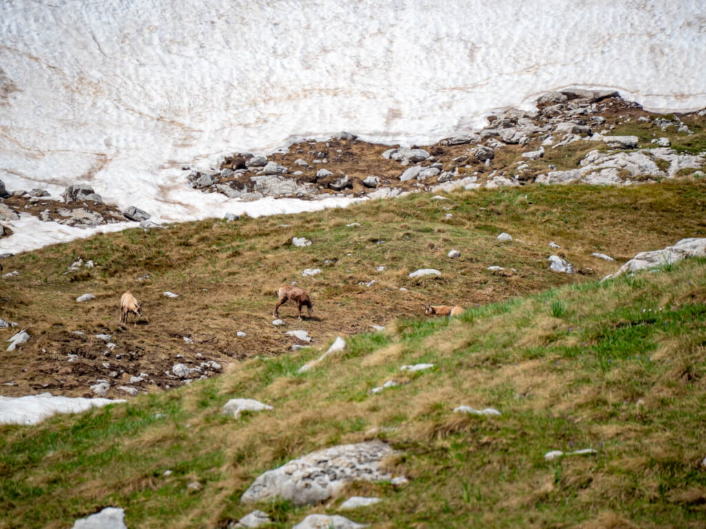 Multiple chamois grazing, seen on the Bobotov Kuk hike.