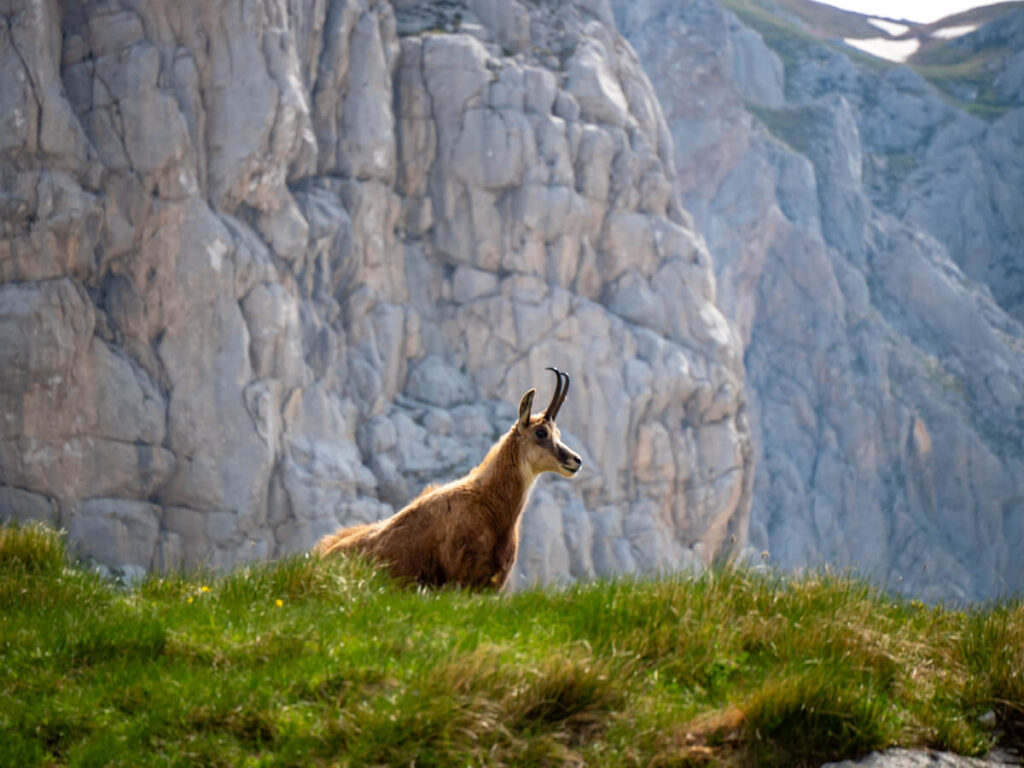 A chamois mountain goat in a national park in Montenegro.