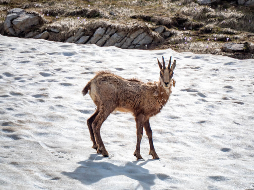 A chamois looking directly at the camera while standing on a snowbank on the Bobotov Kuk trail.