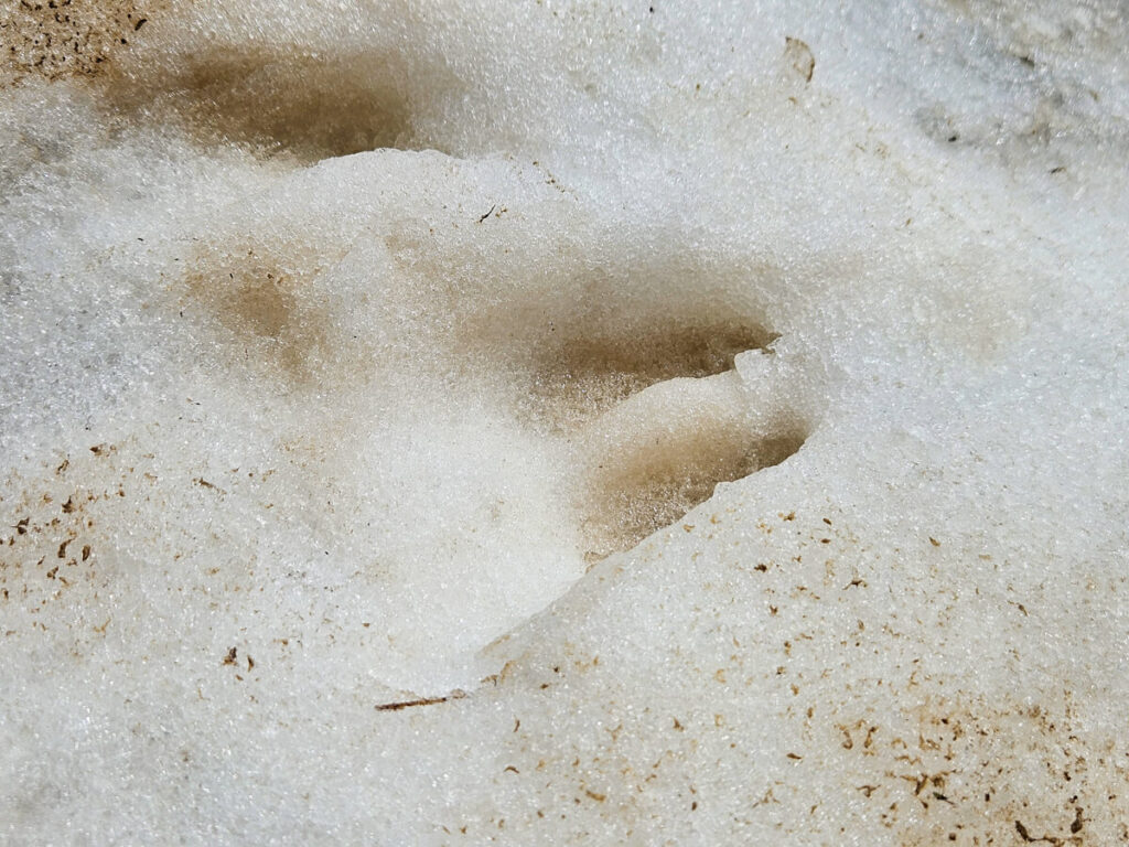 A hoofprint from a chamois in the snow on the Bobotov Kuk trail.