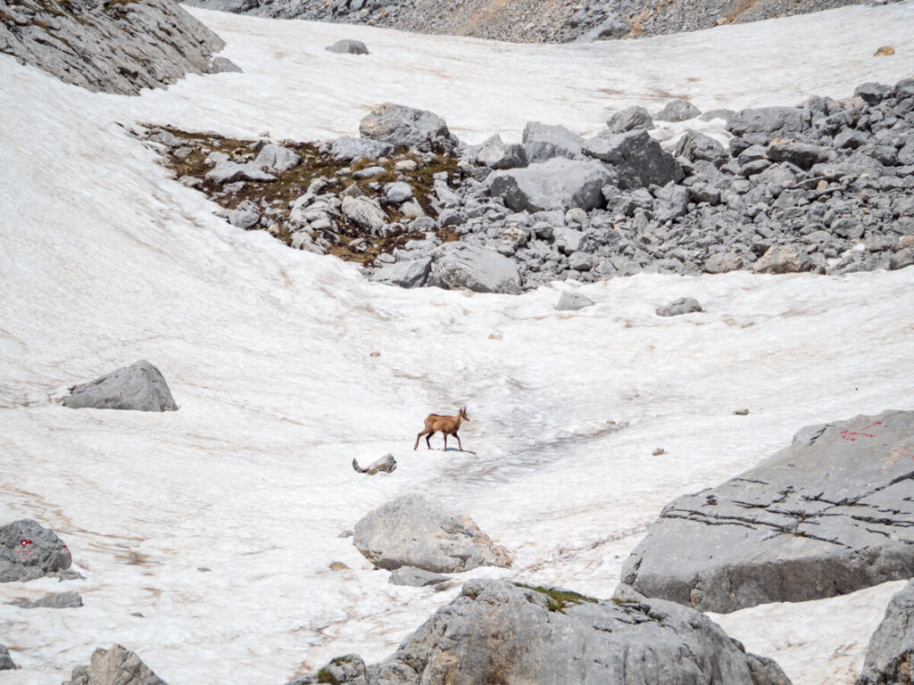 A chamois crossing a trail covered in snow near Bobotov Kuk in Durmitor National Park.
