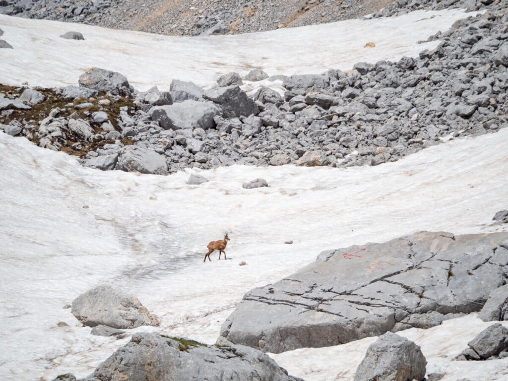 A small chamois crossing an expansive amount of snow in a valley covering the Bobotov Kuk trail.