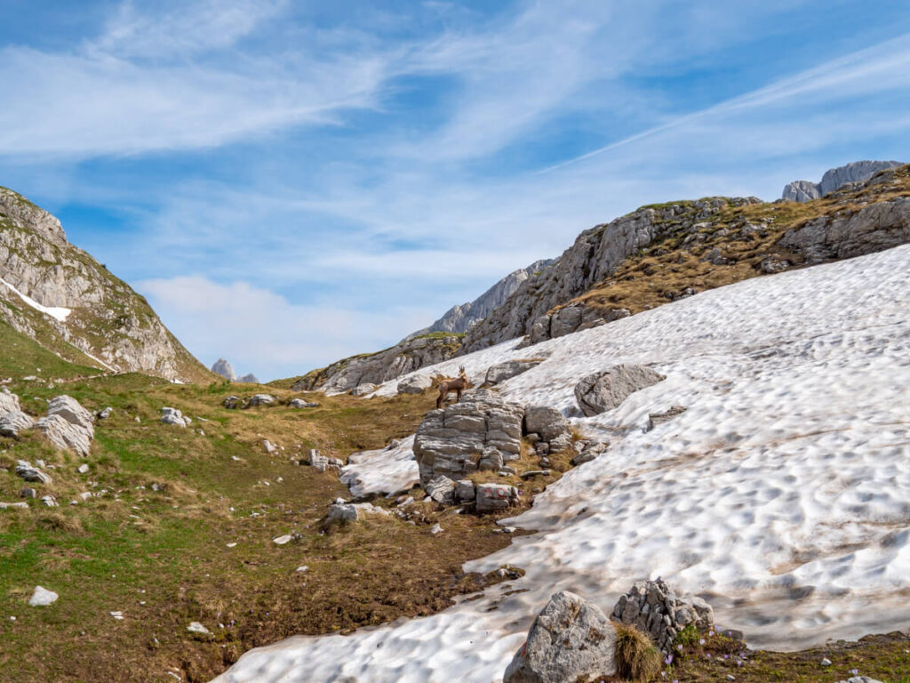 Chamois crossing a valley half covered in snow on the Bobotov Kuk trail.