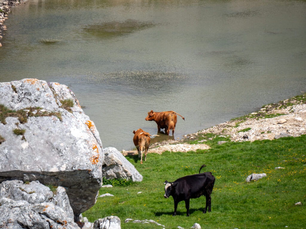 Cows by a small lake in Durmitor National Park.