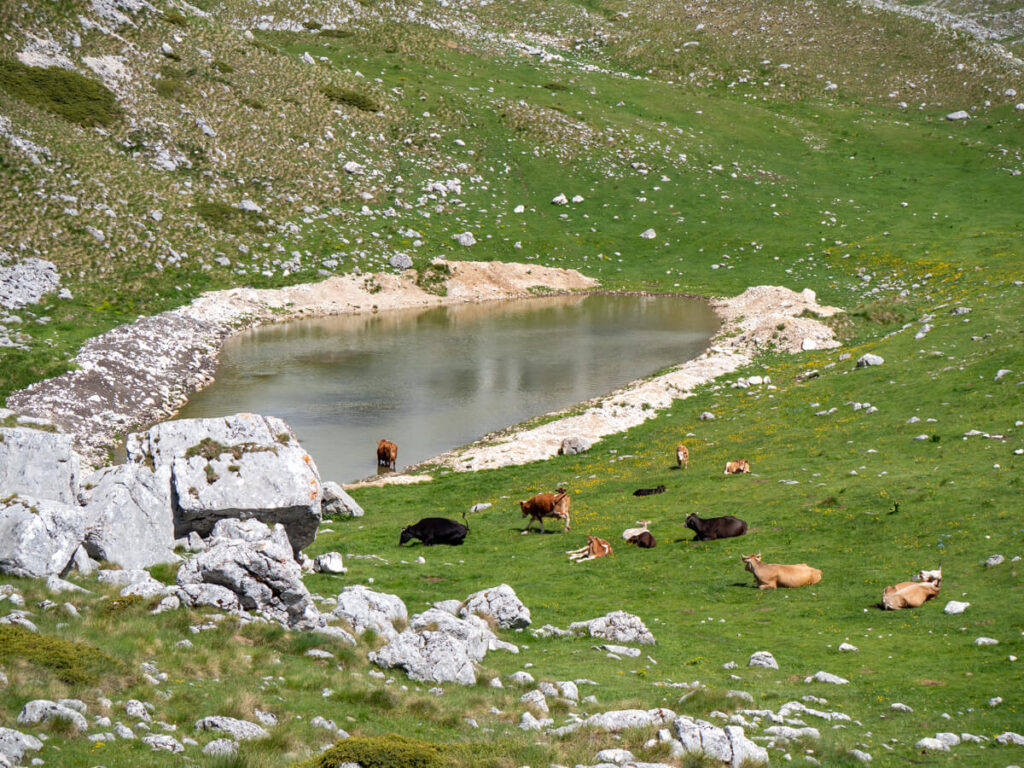 Cows by a small lake in Todorov Do Valley, viewed from the Durmitor Ring Road.