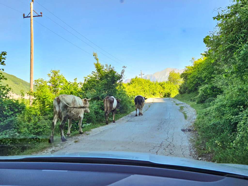 Cows walking along a road in Montenegro, viewed through the front windshield of a car.