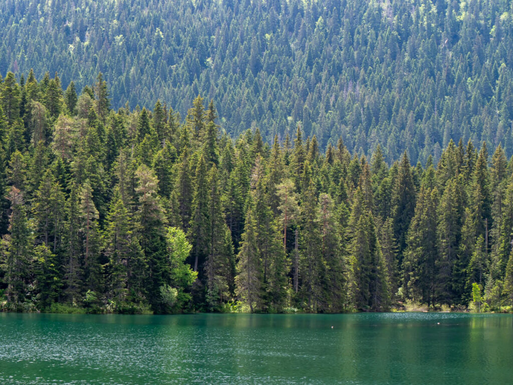 Tall trees on the shore of Black Lake's emerald water in Durmitor National Park.