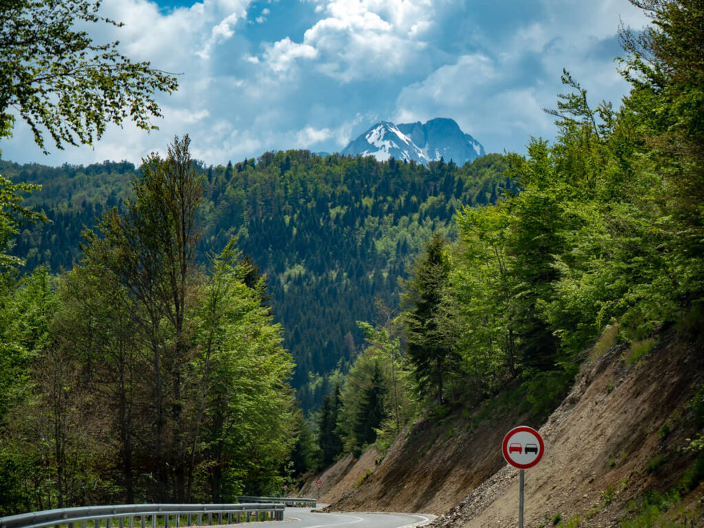 A road winding through the mountains in Montenegro, lined with tall pine trees.