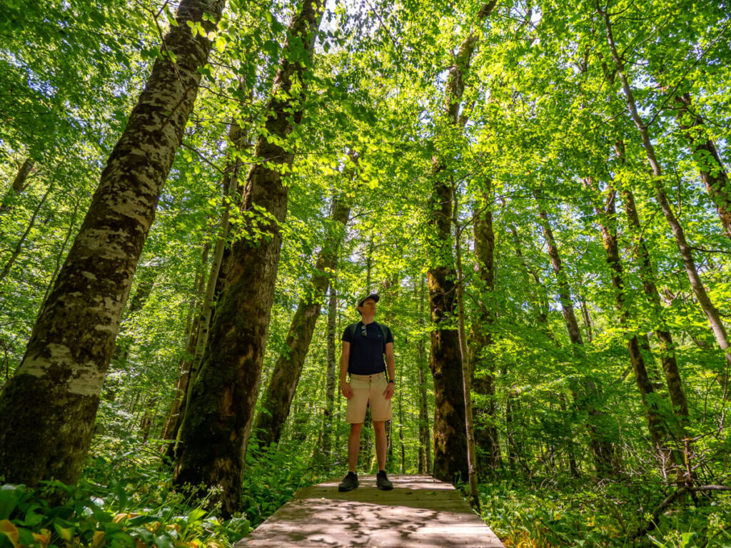 Dan standing beneath a canopy of towering trees in Biogradska Gora National Park.