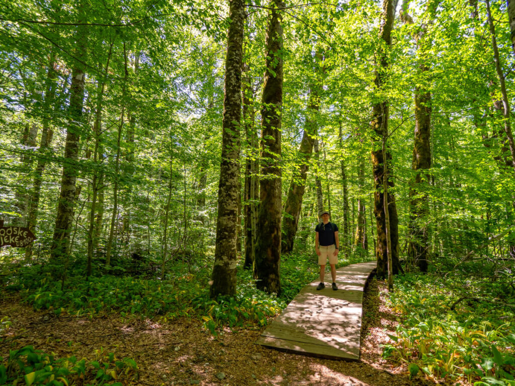 Dan on a wooden walkway beneath towering trees in Biogradska Gora National Park.