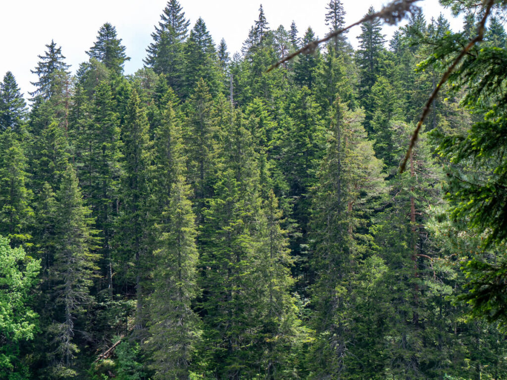 Tall trees in the forest that lines the Black Lake in Montenegro.