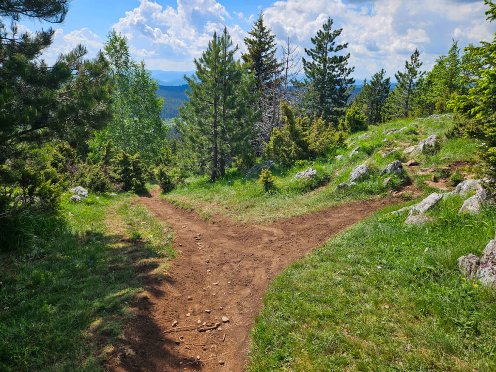A dirt path splits in two on the Ćurevac Trail in Durmitor National Park.
