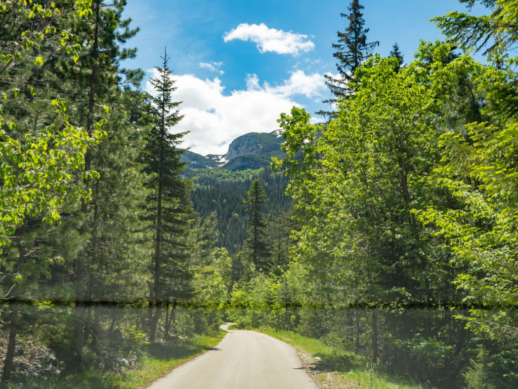 A narrow paved road leading through a forest on the Durmitor Ring Road.