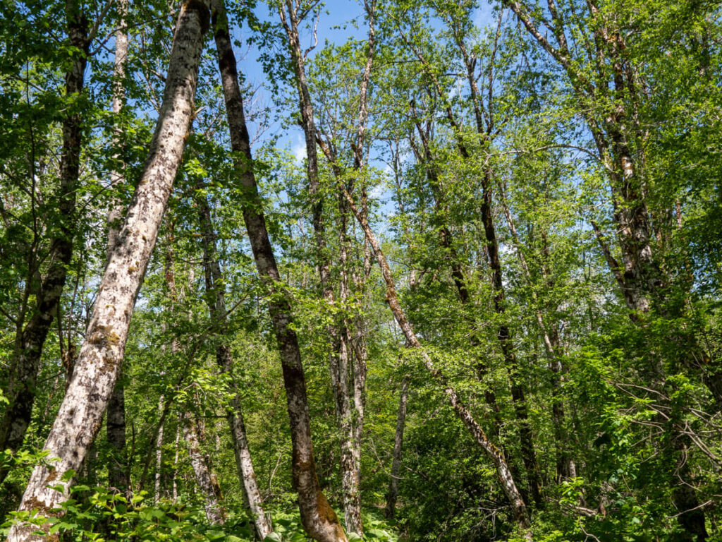 Tall trees making up a thick forest ecosystem in Biogradska Gora National Park.