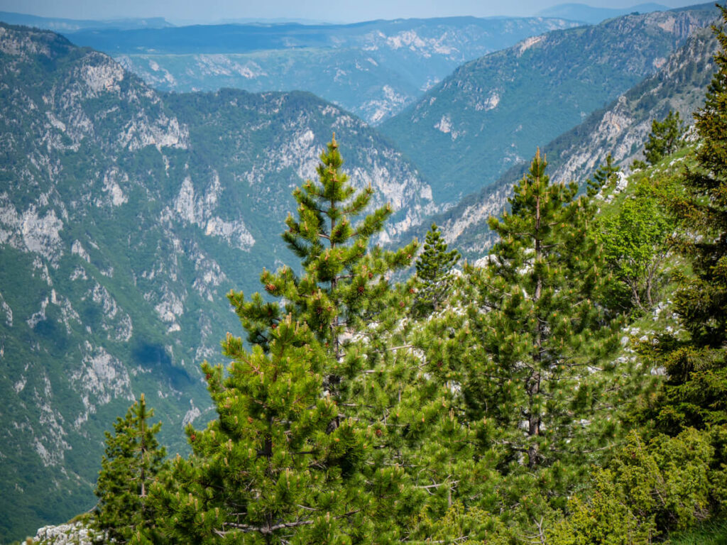 Trees in front of layers of mountains along the Tara River Canyon.