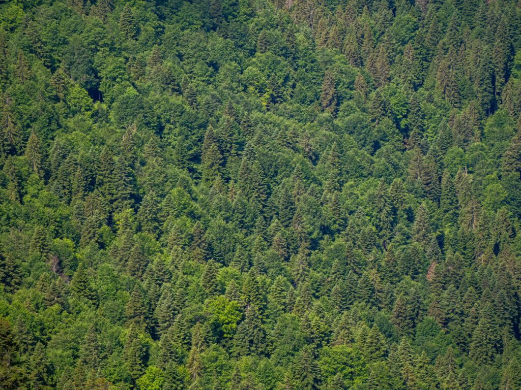 Pine trees on a sloping mountainside, viewed from Ćurevac Peak.