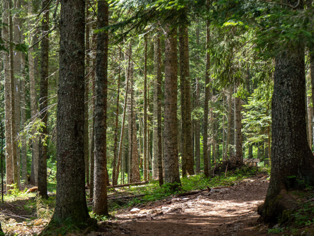 Thick forest lining a dirt trail around the Black Lake in Durmitor National Park.