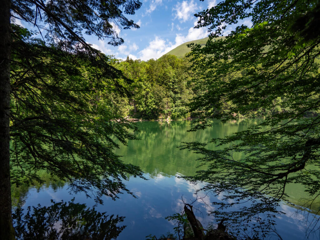 Thick forest obscuring a view of Lake Biograd.
