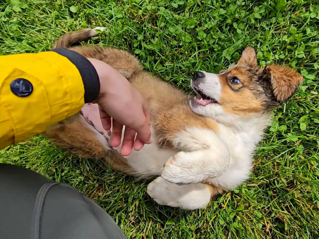 An adorable little puppy dog on its back as Lucy's hand tickles its tummy.