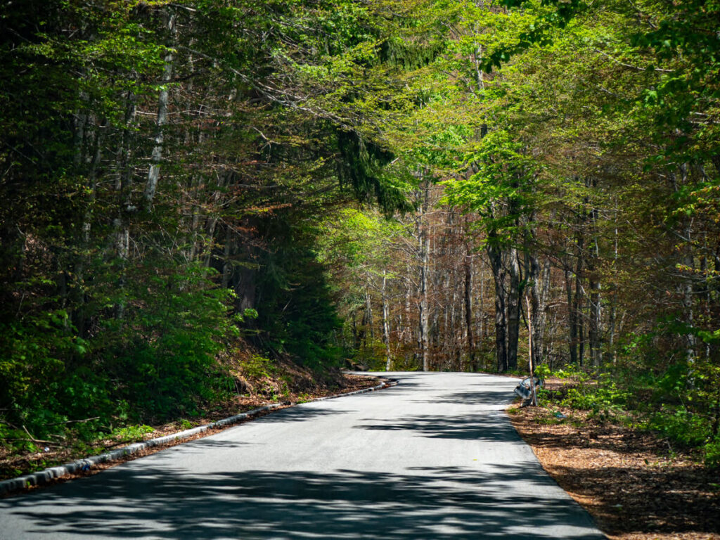 Trees casting shadows across a road through a forest in Montenegro.