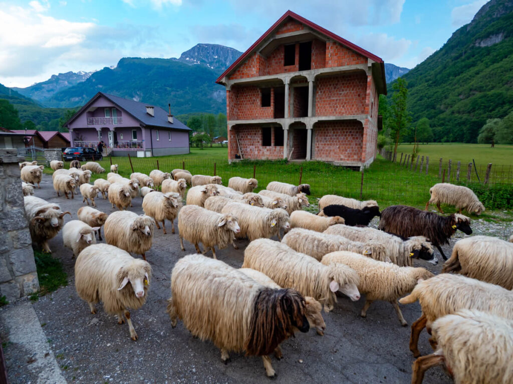 Sheep walking down a road in Prokletije National Park.