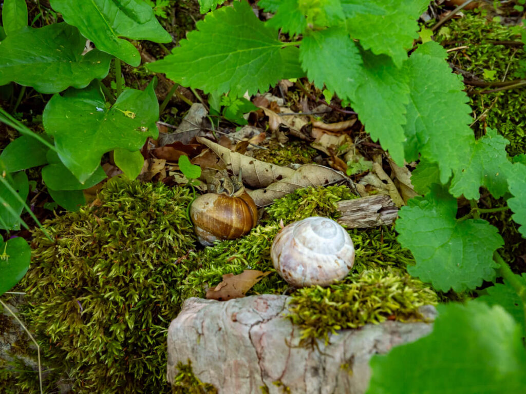 Two snails on a mossy rock in Biogradska Gora National Park.