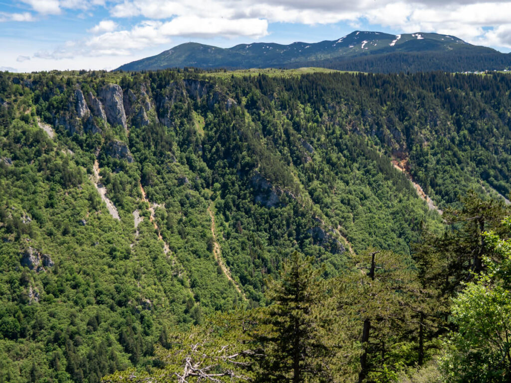 The tall forest-covered walls of Sušica Canyon in Durmitor National Park.