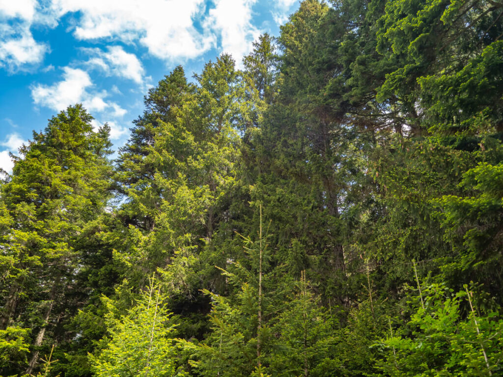 Thick forest against a cloudy blue sky on the Black Lake trail in Durmitor National Park.