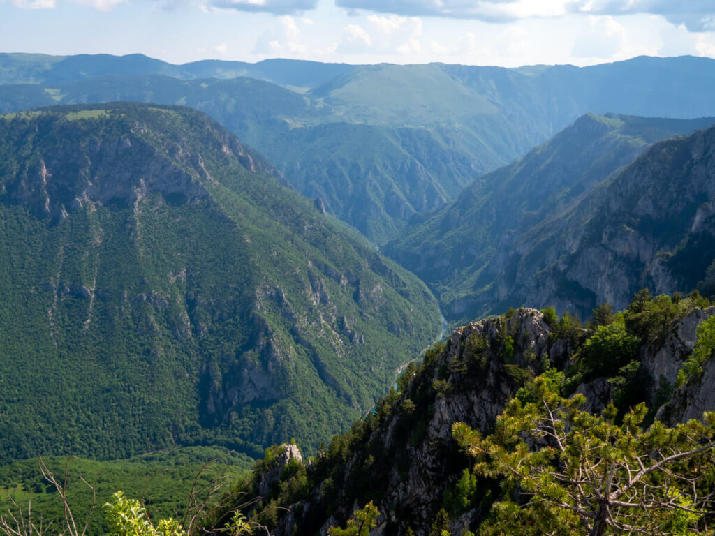 A glimpse of a small turquoise river snaking through a large green gorge in the Tara River Canyon.