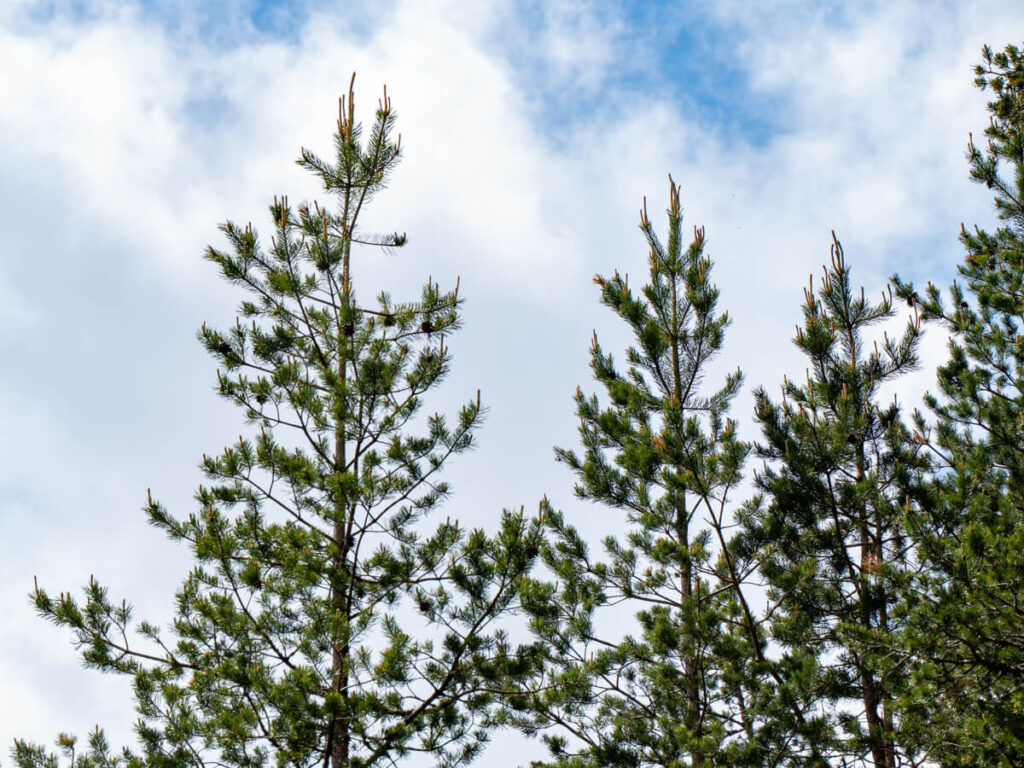 The tips of tall pine trees in the forest that lines Montenegro's Black Lake.
