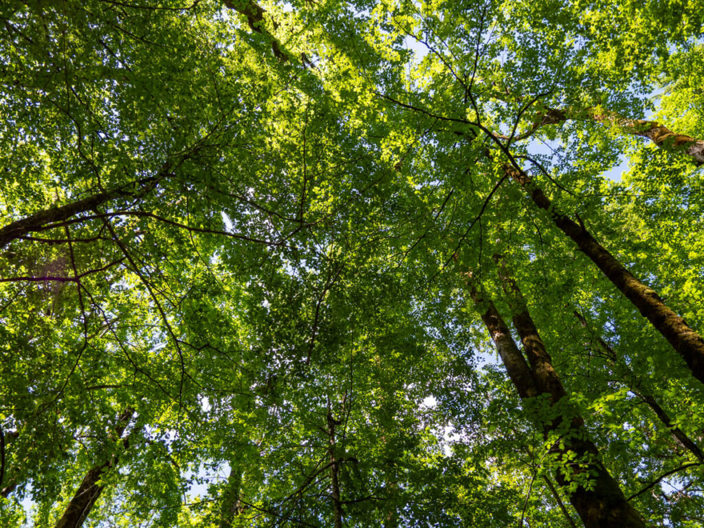 A canopy of thick trees in Biogradska Gora National Park.