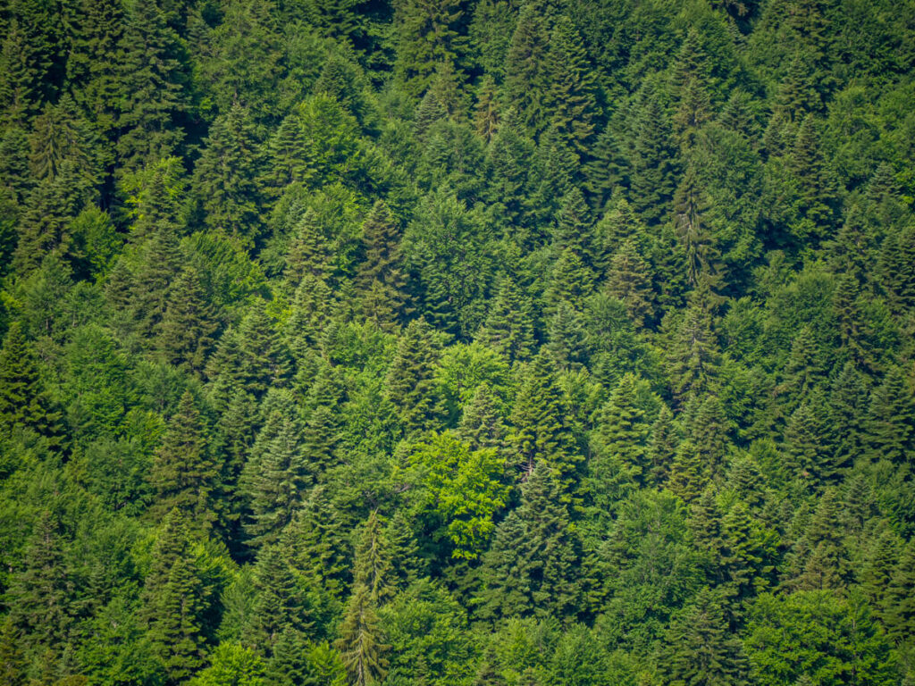 Thick forest on a sloping mountainside, viewed from Ćurevac Peak.