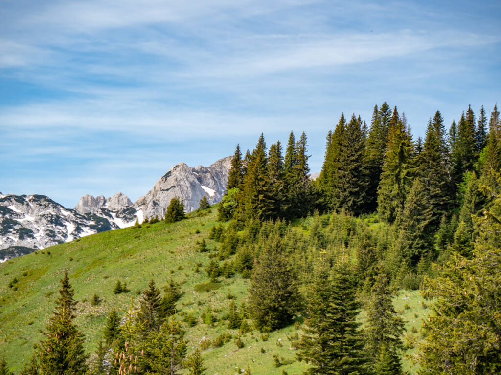 Pine trees on a grassy hill in front of limestone mountains in Durmitor National Park.