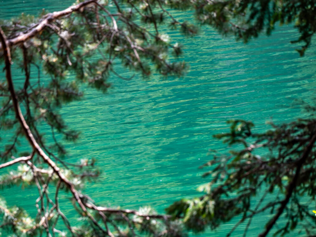 The still emerald-coloured water of the Black Lake viewed between tree branches in Durmitor National Park.
