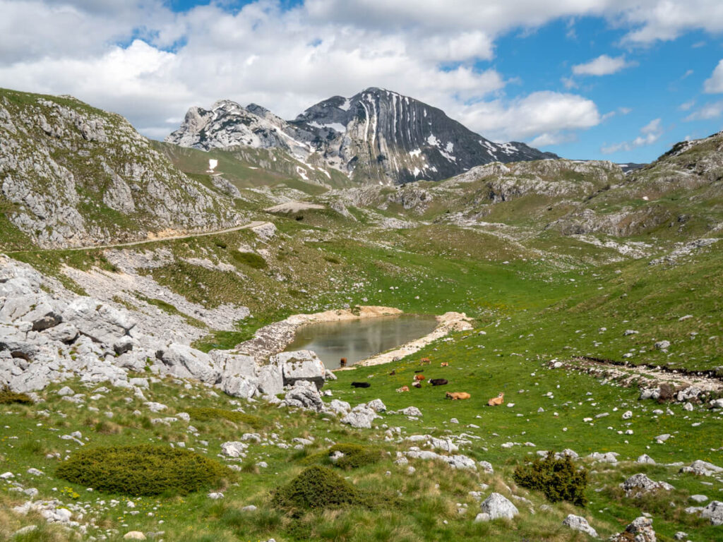 Cows in the Todorov Do Valley on the Durmitor Ring Road.