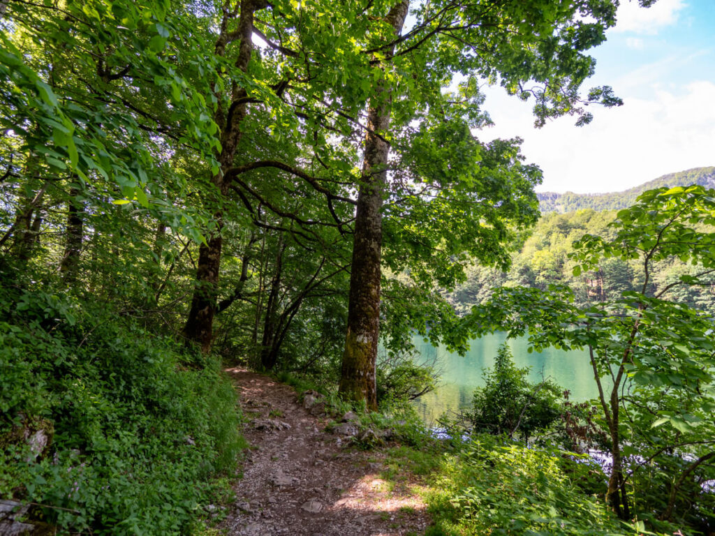 A dirt forest path leading through trees along the shoreline of Lake Biograd.