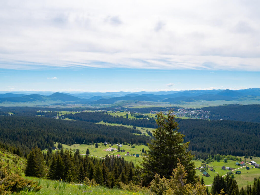 The green countryside outside Žabljak, covered in trees, in Durmitor National Park.