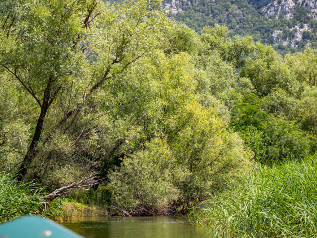 Luscious greenery on the banks of a river channel in Lake Skadar National Park.